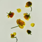 Scent Oil  - Moonlit Flower